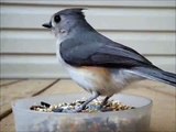 Birds eating suet and seeds 04-04-2013