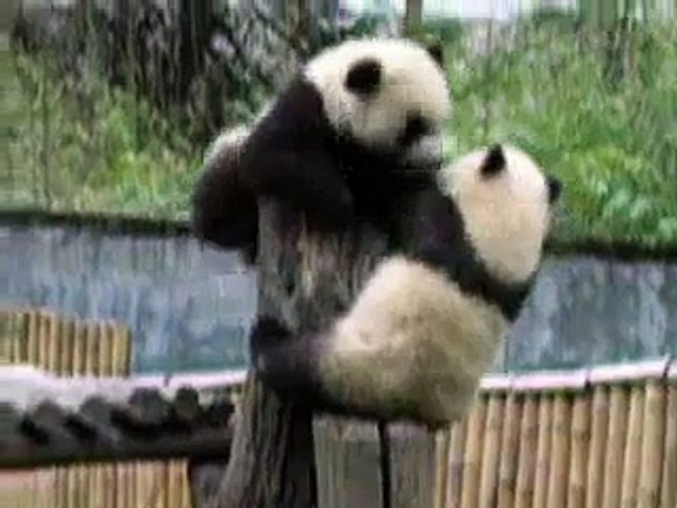 Panda Fight