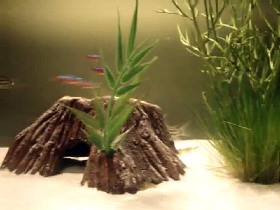 Aquário - Peixes Ornamentais