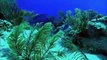Scuba Diving Experience at Club Med Columbus Isle, Bahamas