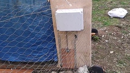 porta automatica pollaio fai da te (continua)