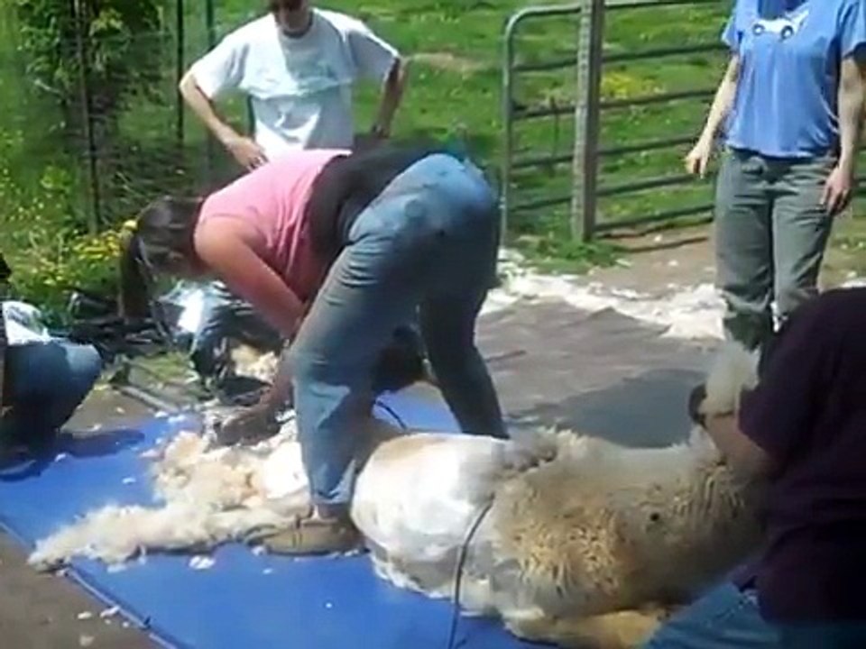 All women's alpaca shearing team