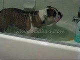 Rollie Taking A Bath