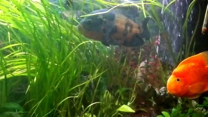 Mein Aquarium - My Fish Tank