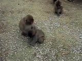 伊豆、波勝崎苑の猿（これ食べられるの？）Japanese Macaque Monkeys