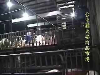 動物的悲歌：豬的虐殺03　unscrupulous slaughter (pigs die)