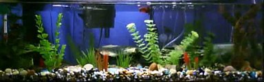 Four Female Betta Fish In 20 Gallon Community Aquarium