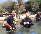 Diving with dolphins in the Red Sea, Eilat