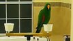 Papoose the Eclectus Parrot Talking
