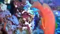 Deep Ocean Coral Reef Adventure Full Discovery Channel Documentaries