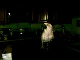 Cockatoo Valentine sings  Nessun Dorma with radio