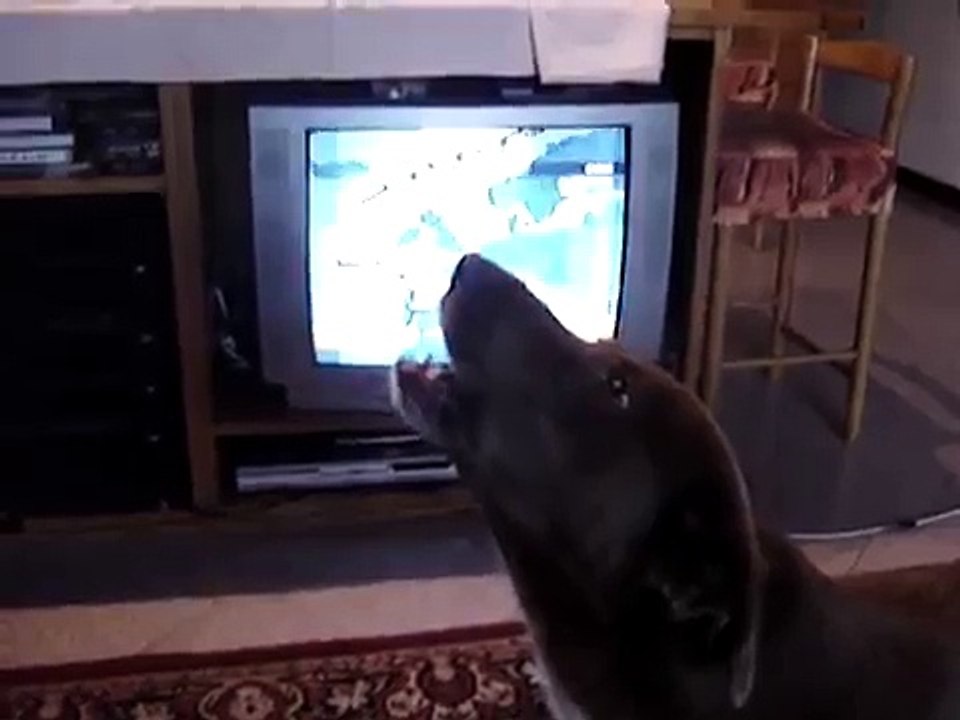 Effetti sul cane della sigla TG5-Meteo