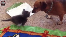 Hunde Treffen Kätzchen zum Ersten Mal (Zusammenstellung 2015) - Lustige Tiere und Babys [HD]