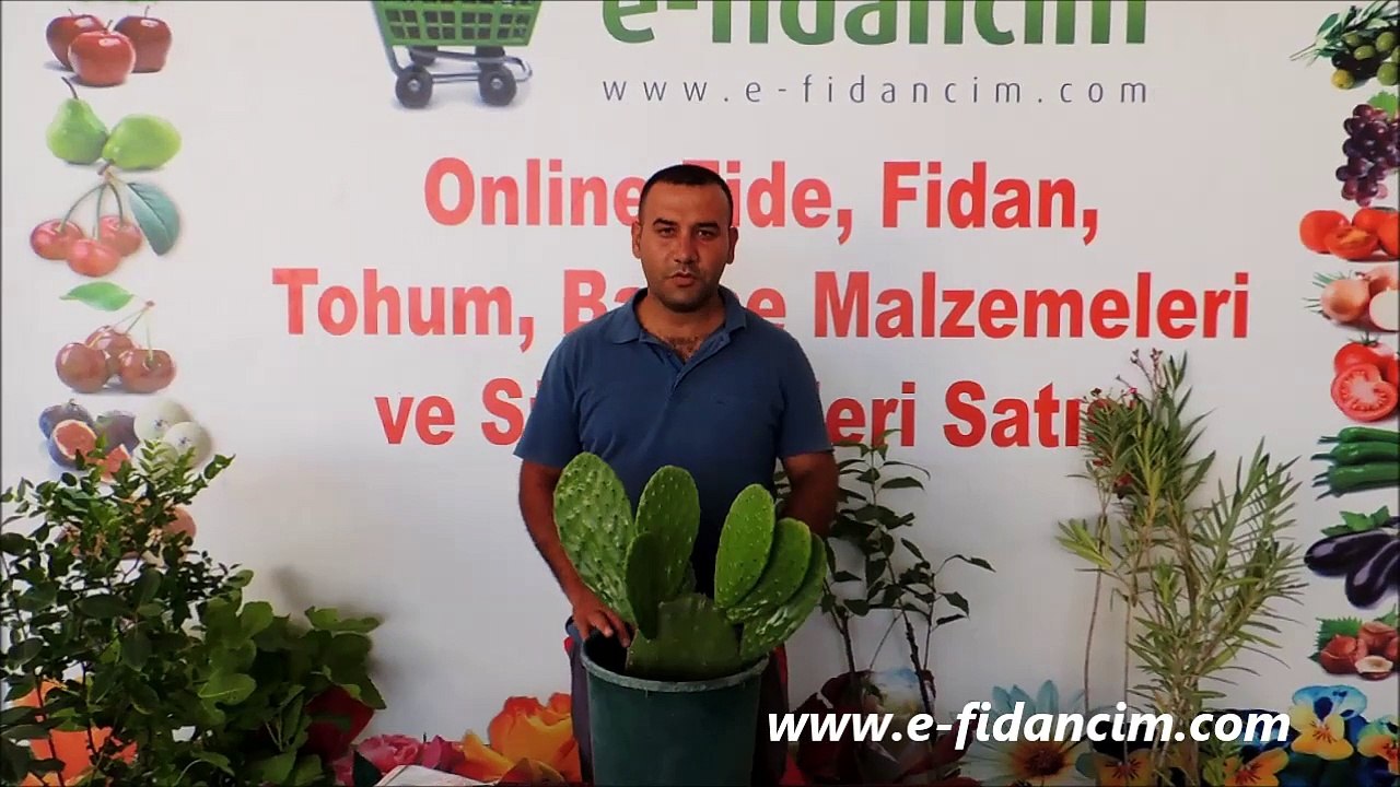 Frenk İnciri Fidanı Özellikleri Dikenli İncir