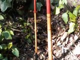 1:Old Japanese Bamboo Tenkara Rod/古竹和竿で毛鉤釣り