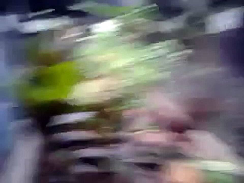 Muray mania Kamboja Bird Farm.mp4