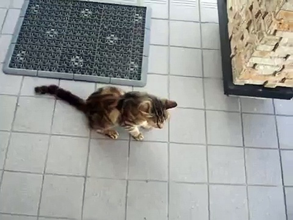 かわいそうな猫    A poor cat