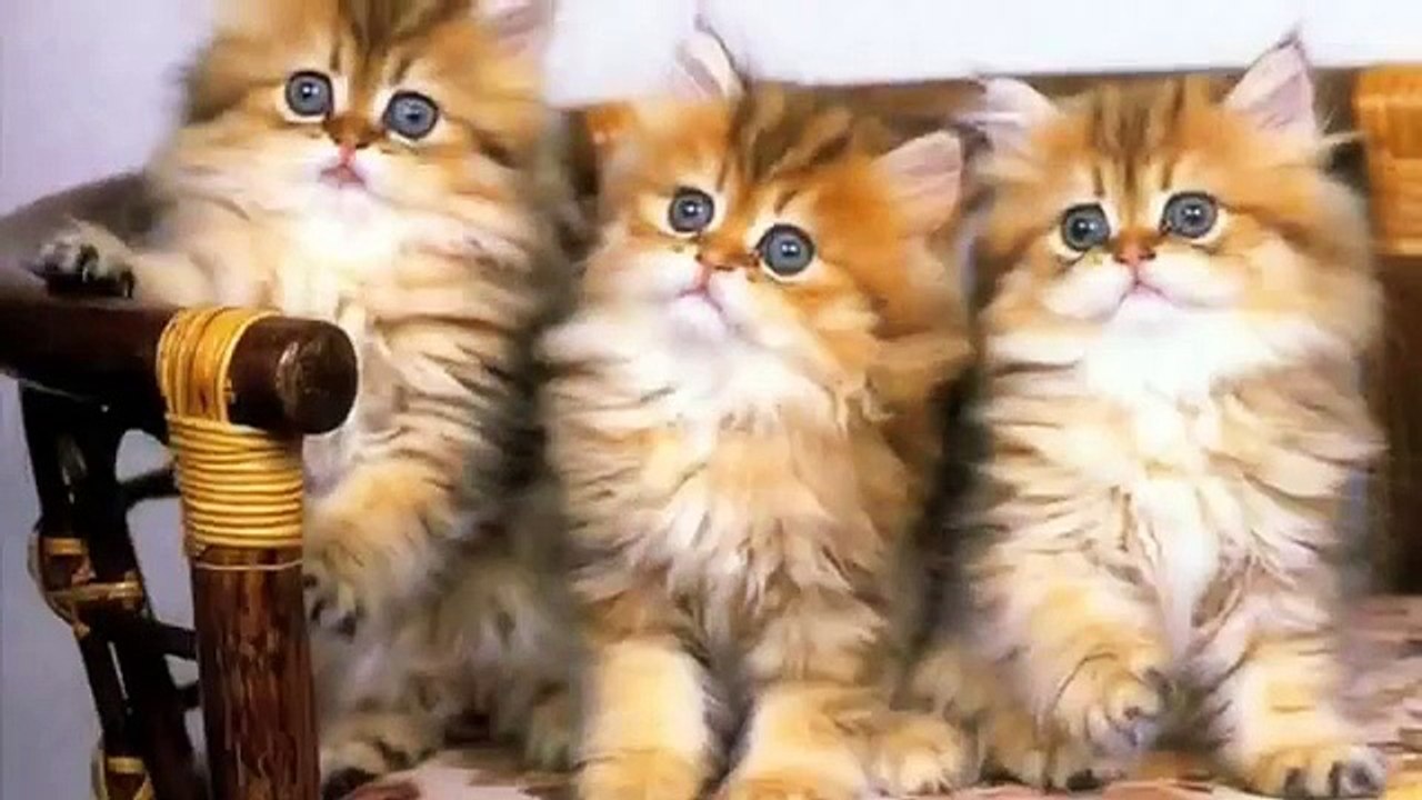 Different cute animals