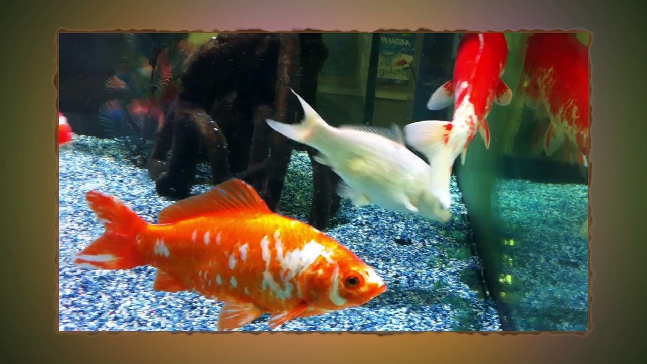 Animalis