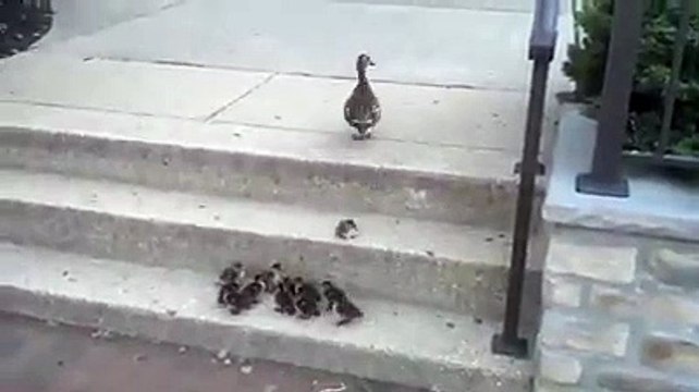 VID-20150721-WA0019.mp4