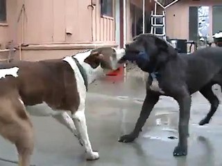 neo mastiff 5month vs pitbull mix