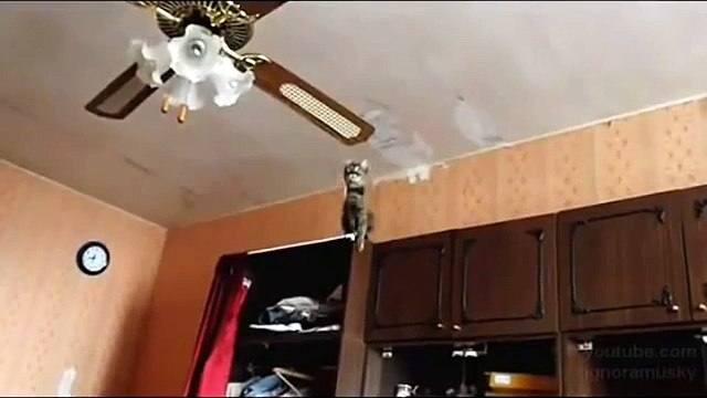Flying Cat on ceiling fan!