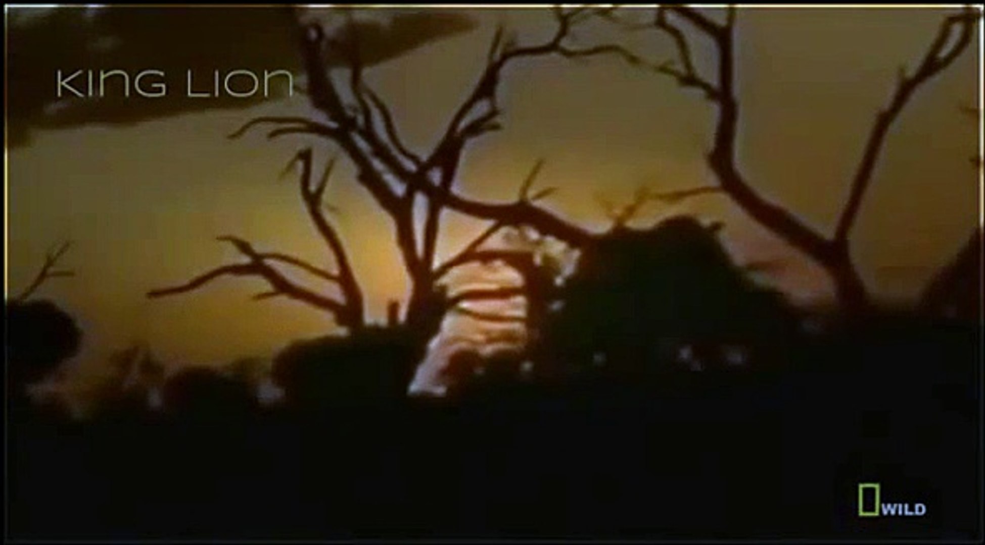 ⁣Lions Attack Hunters Documentaries National Geographic Wild Animal Documentary HD