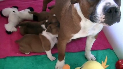 30ème vidéo La maman et les chiots de la 21ème portée de Staffordland