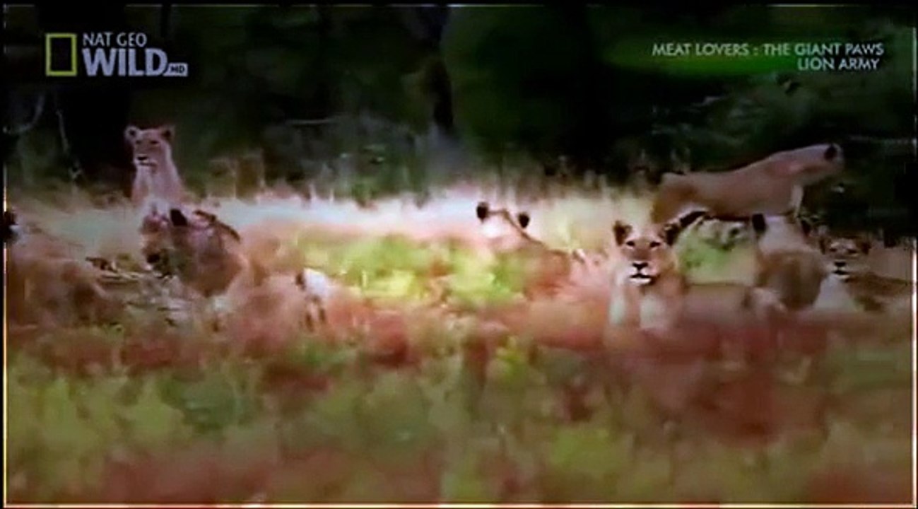 Lion Attack Zebra | Animal Planet 2015 | Wildlife Documentary | National Geographic Animals #4