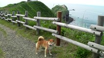愛犬と北海道の旅4　柴犬ジロー　Shiba inu