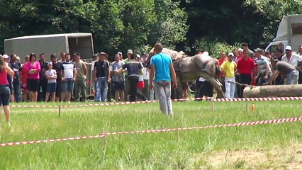 Zilele Râşnovului şi Festivalul Naţional Ecvestru 2011-6