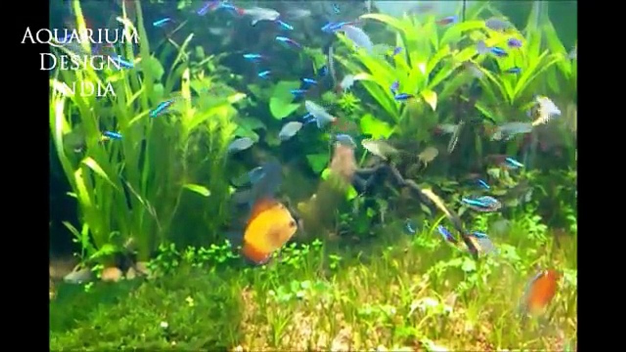 Planted Aquarium chennai,Design by Jabbar,Aquarium Design India (Spencer Plaza)