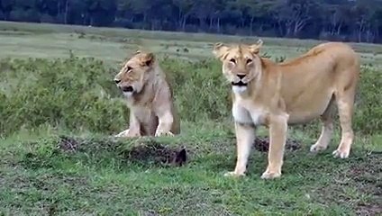 دوستو آپ نے کبھی شیر اور نیولے کی لڑائی دیکھی ھے