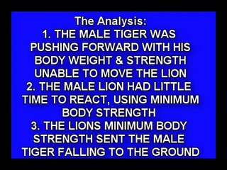 Male Lion Stronger Than Tigress & Tiger