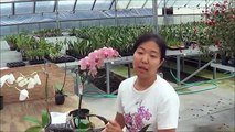 AOG Transplanting Phalaenopsis Orchid