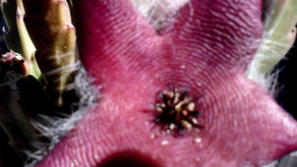 Stapelia grandiflora starfish cactus with maggots.