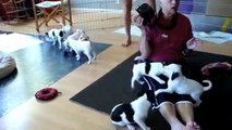 Danish/Swedish Farmdog Puppies!
