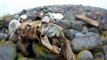 Grey Seals of Lobster Bay - Nova Scotia - Jan 2011