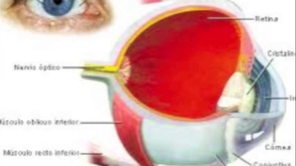 El ojo, la vision y los colores