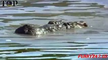 Wild Animals TV ★ Animals Attack - Crocodile Attack Lion Real Life