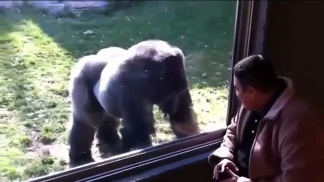 ATAQUES DE ANIMALES ¿Animales atacando personas o al revés?