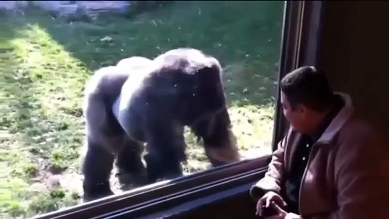 ATAQUES DE ANIMALES ¿Animales atacando personas o al revés?