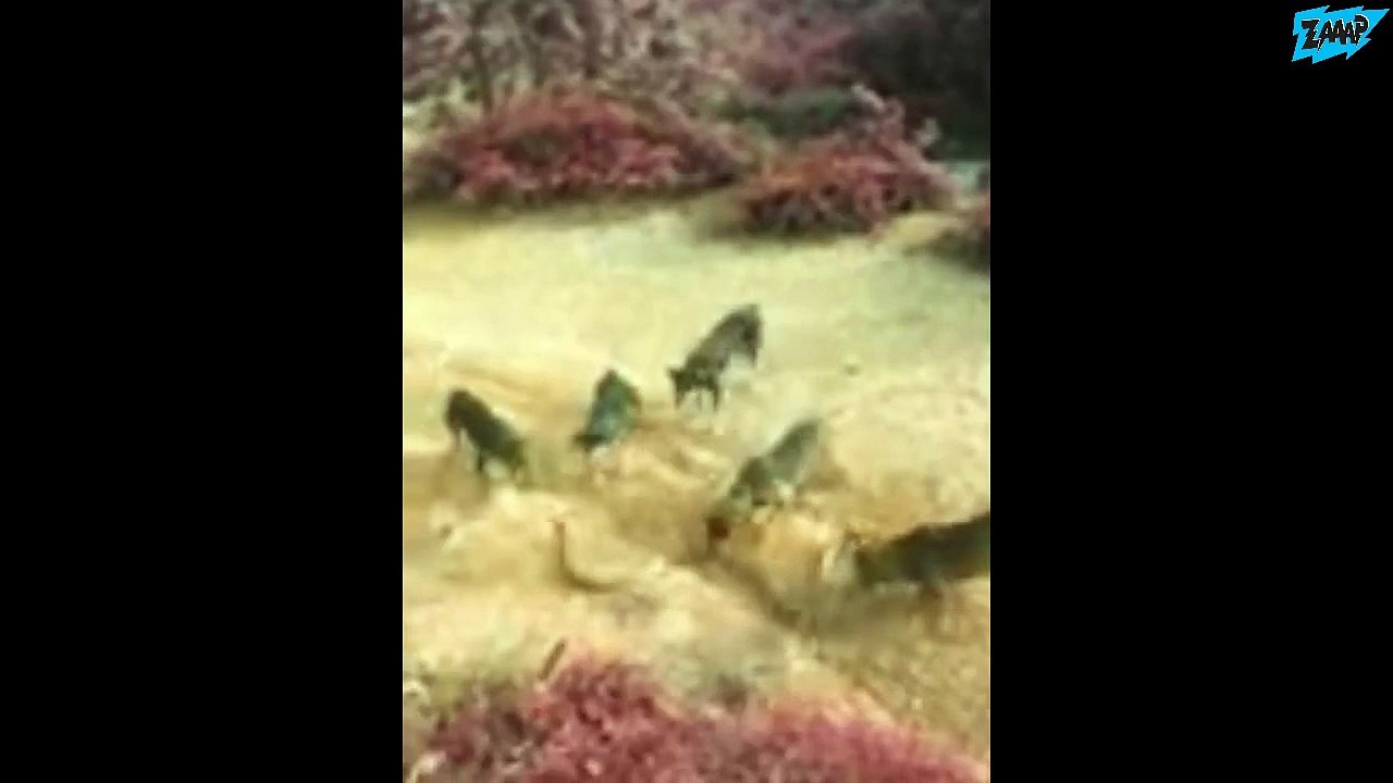 When Animal Attacks Human || Amazing Video Compilation New 2015