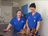A PDSA vet discusses the importance of worming your pet dog