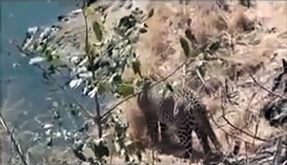 Funny Farm Animals Compilation | Funny Animal Fail Compilation | August 2015