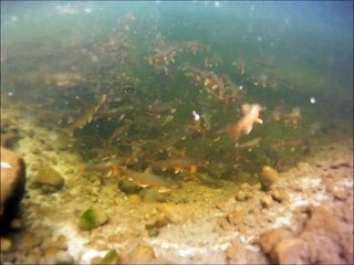 The Evils of Fish Farming.wmv