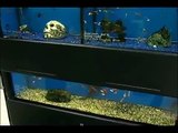 Buying Pet Fish : Picking Fish Types