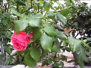 El Canto de las golondrinas en Puebla de Don Fadrique