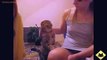 FUNNY VIDEOS Funny Cats Funny Cat Videos Funny Animals Cute Pets LOL
