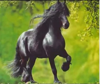 Le frison un si beau cheval